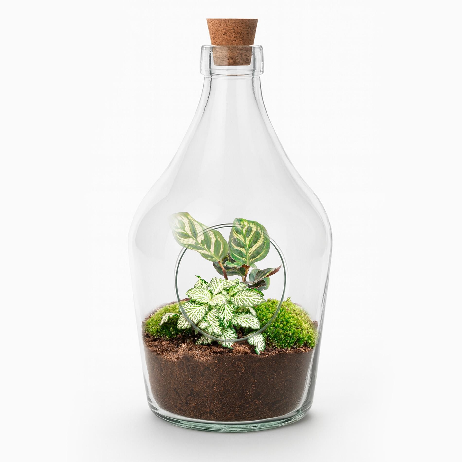 Glazen terrarium met groene planten voor interieur