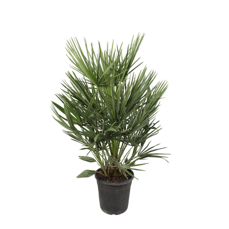 Chamaerops Humilis Buitenplant | Europese Dwergpalm - Planttoday
