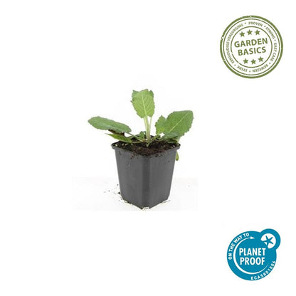 60x Salvia nem. 'Mainacht' - ↕10-25cm - Ø9cm