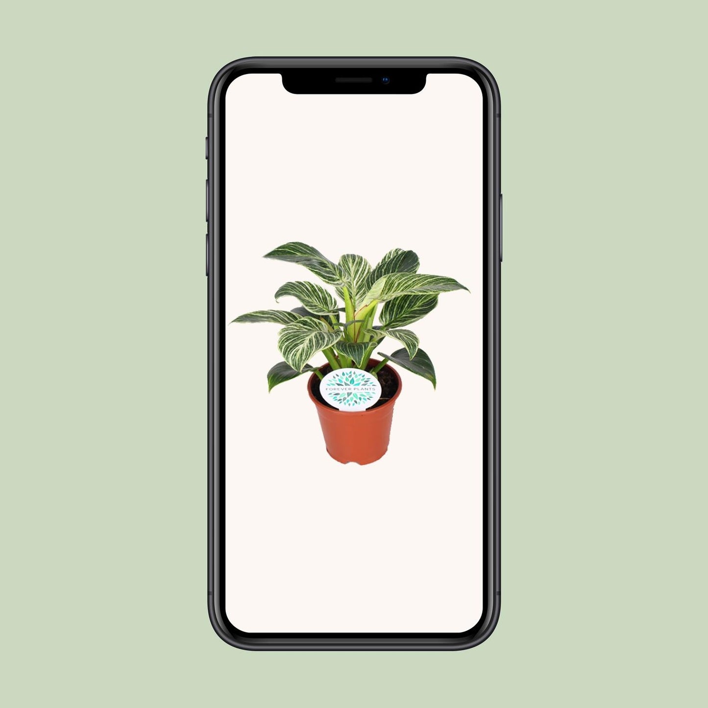 Philodendron Birkin kamerplant met witte strepen – 25 cm hoog in pot Ø14 cm