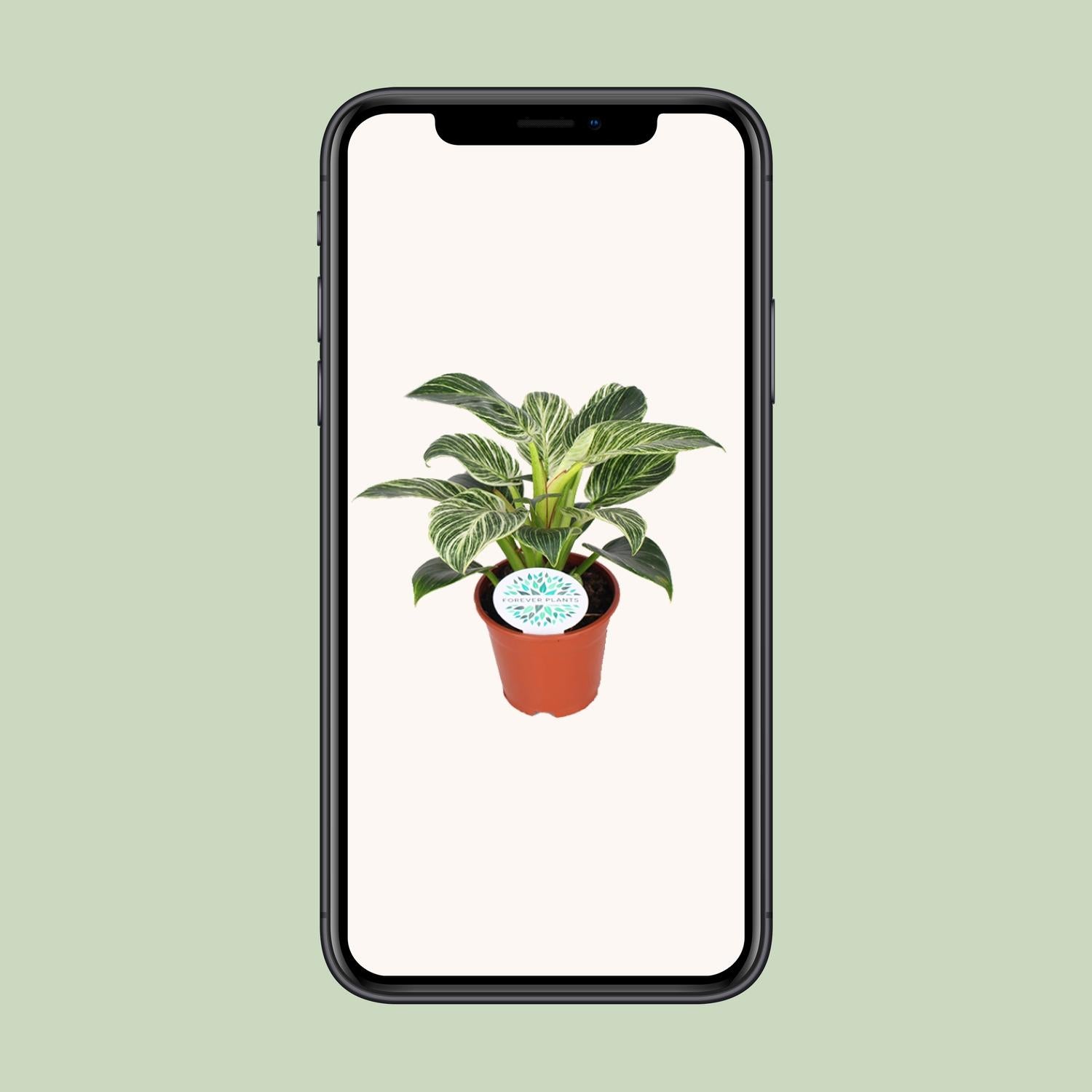 Philodendron Birkin kamerplant met witte strepen – 25 cm hoog in pot Ø14 cm