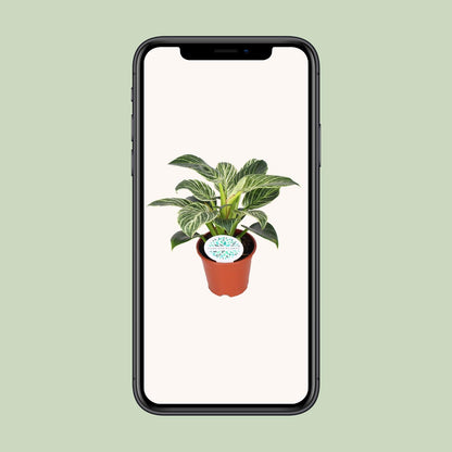 Philodendron Birkin kamerplant met witte strepen – 25 cm hoog in pot Ø14 cm