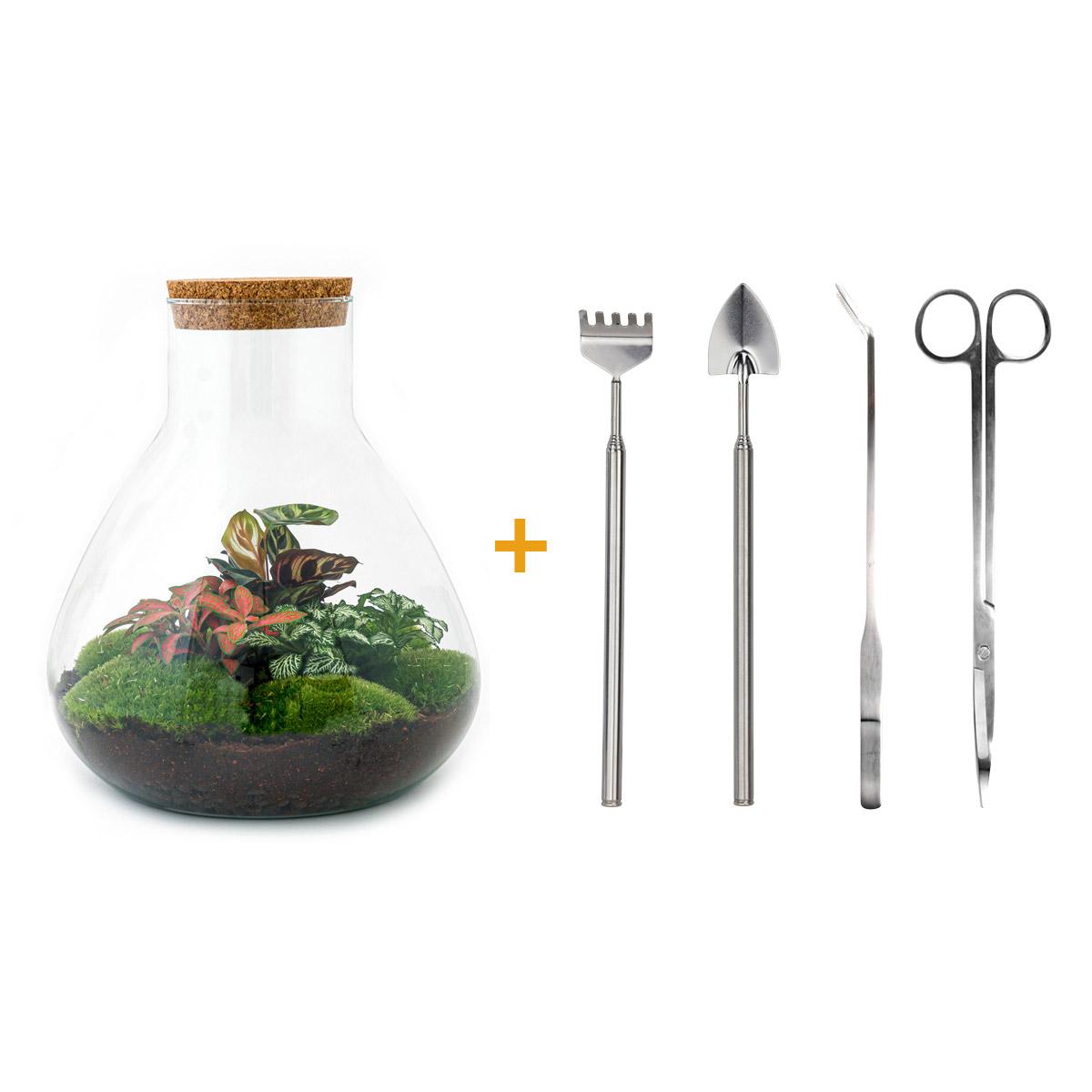 DIY Planten terrarium met licht | Sam XL Red