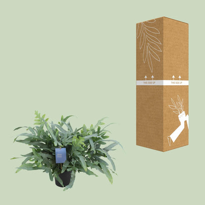 Phlebodium aureum Blue Star (Blauwe Stervaren) – kamerplant met blauwgroene frondes – pot Ø17 cm, hoogte ca. 50 cm – onderhoudsvriendelijke tropische plant voor binnen