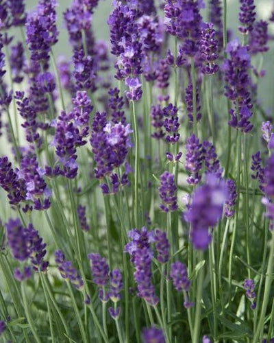 Lavandula ang. 'Dwarf Blue' | Tuinplant - Planttoday