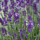 Lavandula angustifolia 'Dwarf Blue' – Geurige dwerglavendel