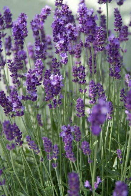 Lavandula ang. 'Dwarf Blue' | Tuinplant - Planttoday