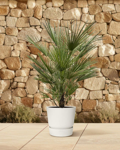 Chamaerops Humilis | Tuin | Kamerplant - Planttoday