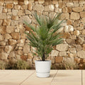 Chamaerops Humilis | Tuin | Kamerplant - Planttoday