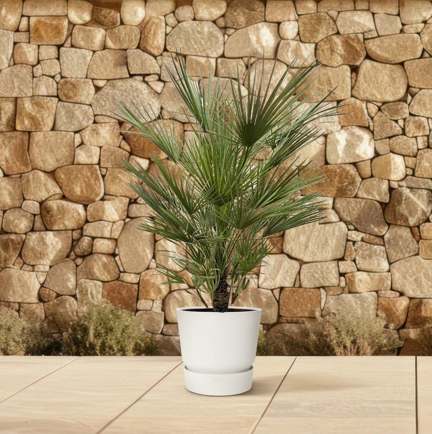 Chamaerops Humilis | Tuin | Kamerplant