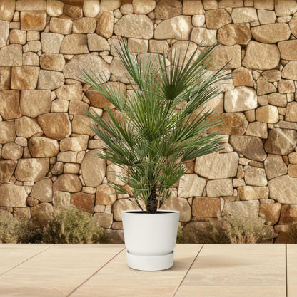 Chamaerops Humilis | Tuin | Kamerplant