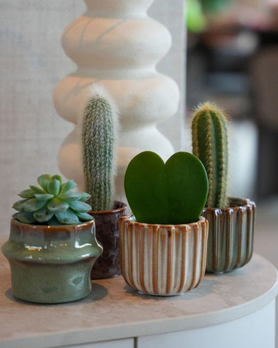 6 x Plant set met pot set San Juan | plant mix