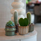 6 x Plant set met pot set San Juan | plant mix