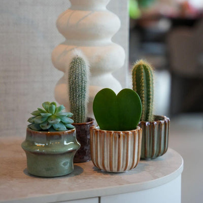 6 x Plant set met pot set San Juan | plant mix