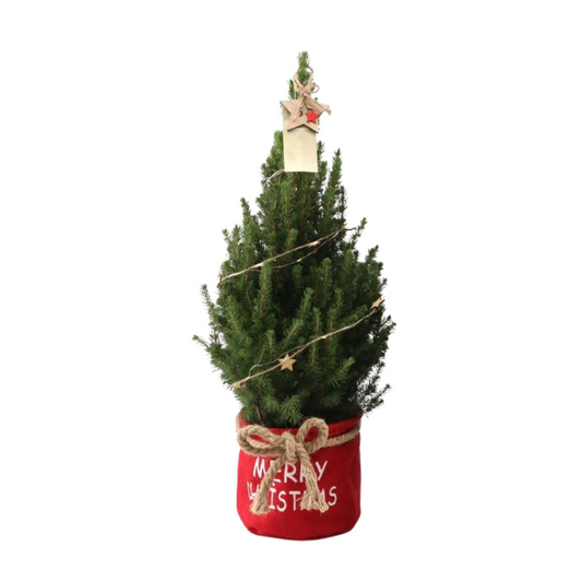 Kleine Kerstboom in Xmas Bag rood |Picea Glauca Conica | kopen