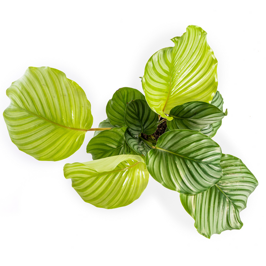 Goeppertia orbifolia is een bloeiende plant uit de familie Marantaceae. Deze gebedsplant is soms ook bekend onder het synoniem Calathea orbifolia. De plant is endemisch in Brazilië en is een typische soort uit het Atlantische Woud.