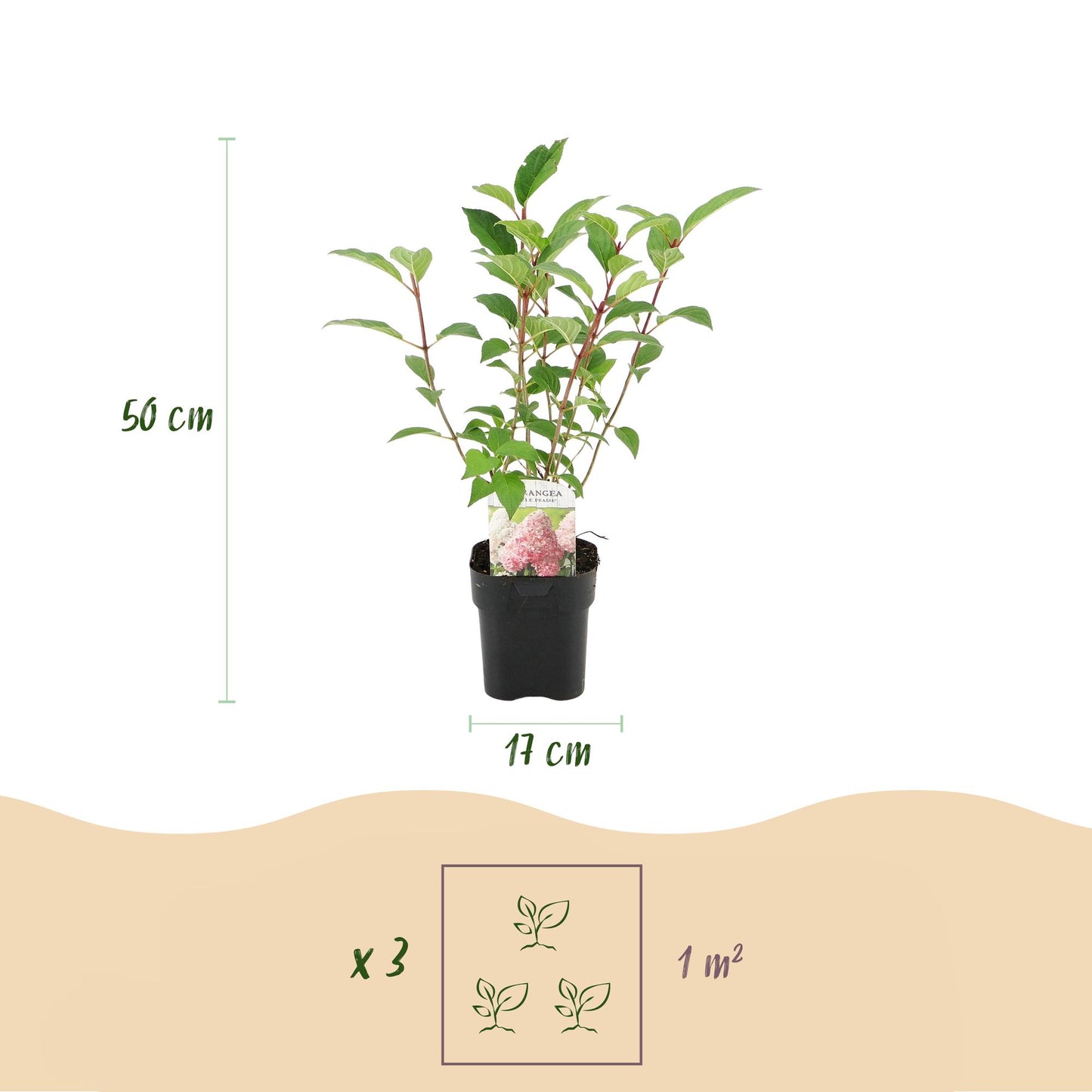 3x Hydrangea paniculata Vanille Fraise | Buitenplant | Pluimhortensia