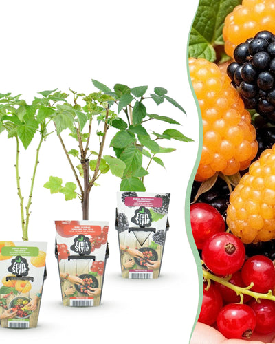 Drie winterharde fruitplanten met bessen en frambozen voor tuin