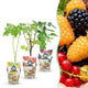 3 x Bio Fruit Plants | Tricolor | Red Currant | Yellow Raspberry | Blackberry |