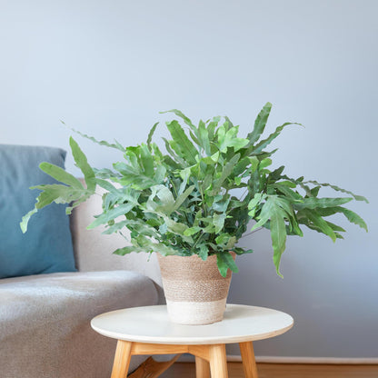 Phlebodium aureum 'Blue Star' | Kamerplant | Blauwvaren | met Mand
