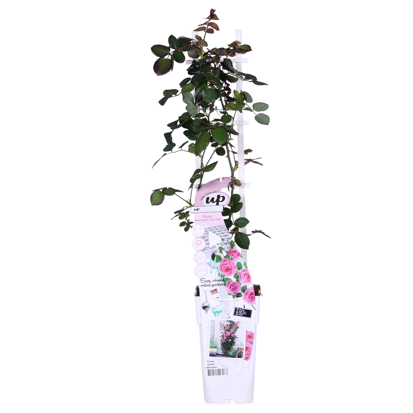 rozen voor pergola of hekwerk

romantische klimrozen

rozen planten tuin

crazy in love pink pot