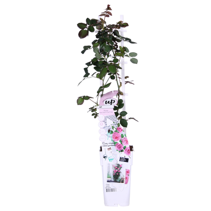 rozen voor pergola of hekwerk

romantische klimrozen

rozen planten tuin

crazy in love pink pot