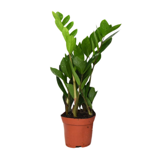 Zamioculcas Zamiifolia - ZZ-plant