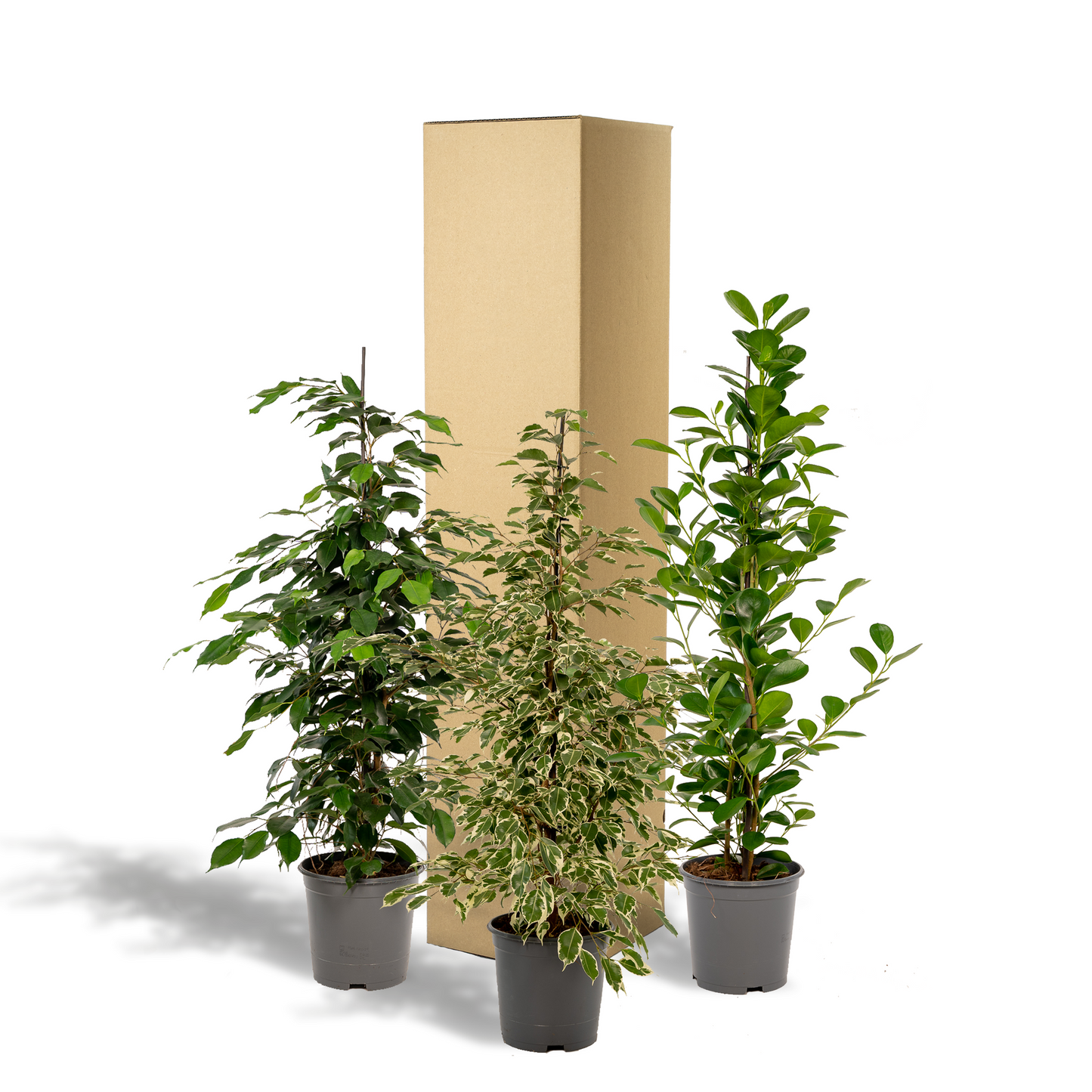 Ficus Benjamina & Microcarpa Mix | Kamerplant