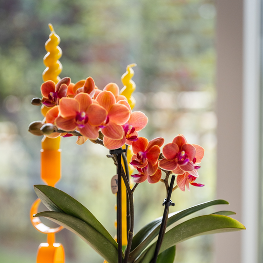 Oranje Phalaenopsis ‘Bolzano’ orchidee met 2 à 3 bloemtakken in ivoorwitte Kolibri Home Hieroglyph sierpot met gegraveerd patroon – bloeiende kamerplant met etnische uitstraling op tafel.