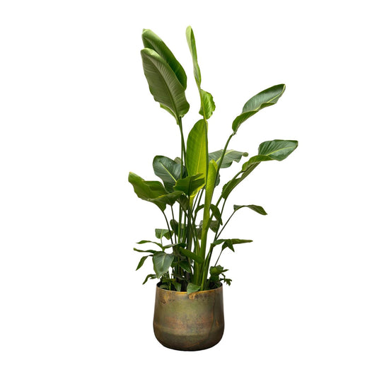 Strelitzia Nicolai de luxe XXL – 250 cm – Ø40