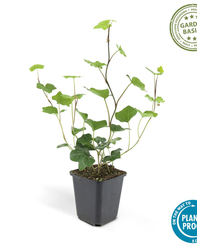 De Atlantische klimop is een houtige plant uit de klimopfamilie. De soort lijkt op de klimop. De soort komt voor langs de Atlantische kusten van Europa, van Portugal tot Ierland. De plant groeit tot een hoogte van circa 10 m. De plant kan als bodembedekker en als klimplant gebruikt worden.