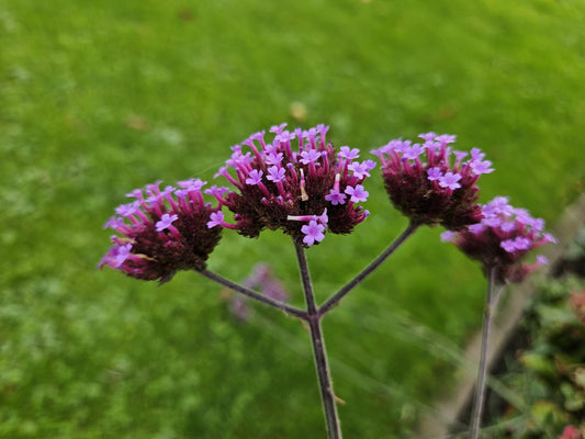 Compacte Verbena 'Lollipop' bloeiend in border