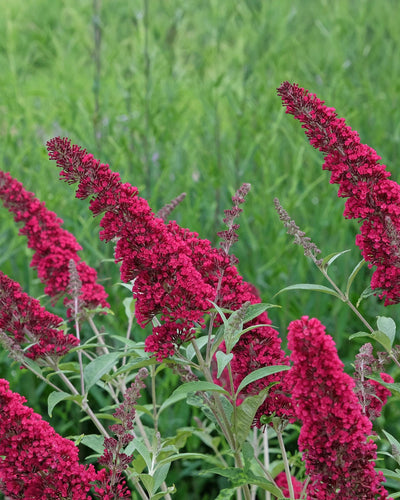 Buddleja davidii Royal Red Schmetterlingsstrauch – Tiefrote Blüten – Zieht Schmetterlinge an