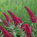 Buddleja davidii 'Royal Red' – Aantrekkelijke vlinderstruik