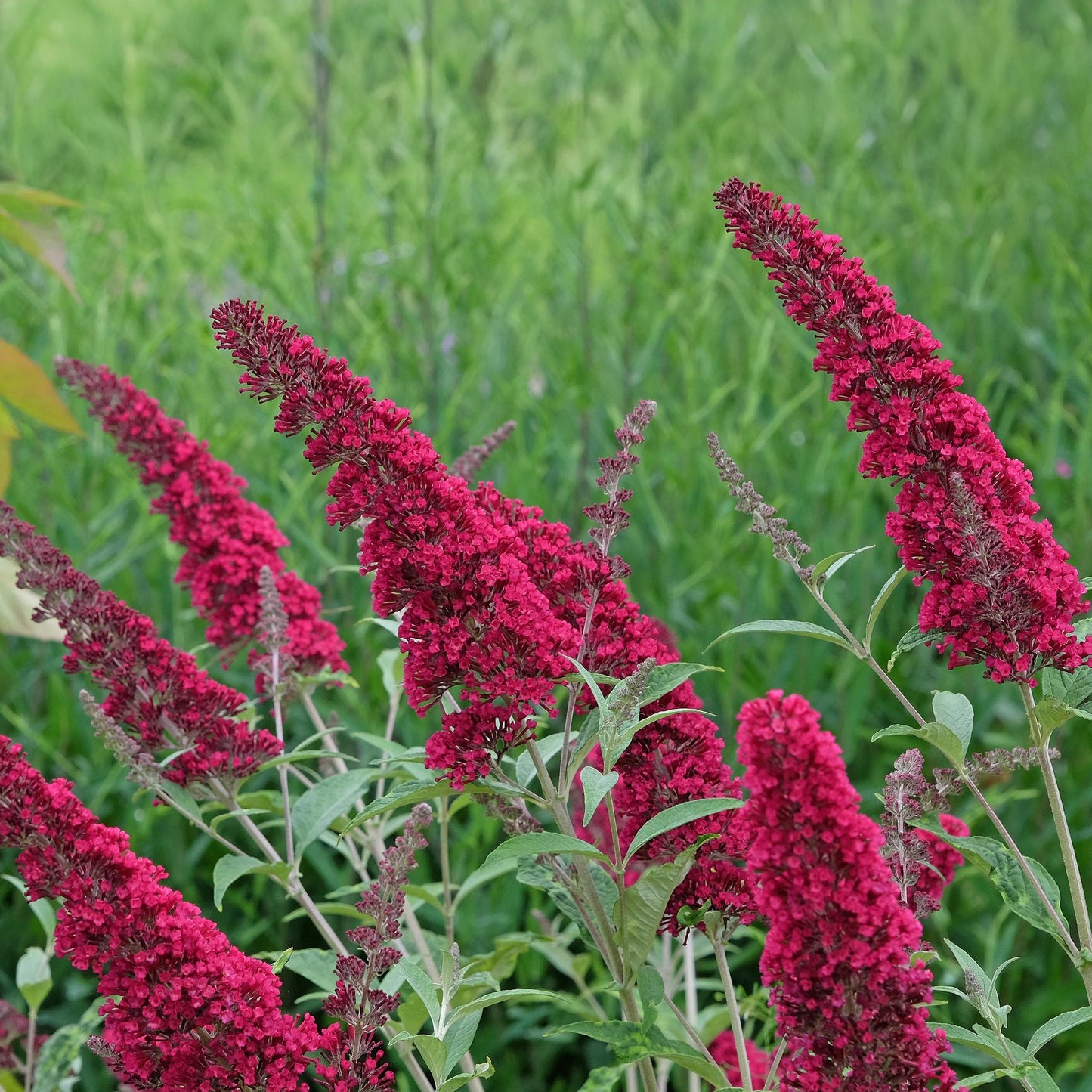 Buddleja davidii Royal Red Vlinderstruik – Dieprode Bloemen – Vlinderlokkend
