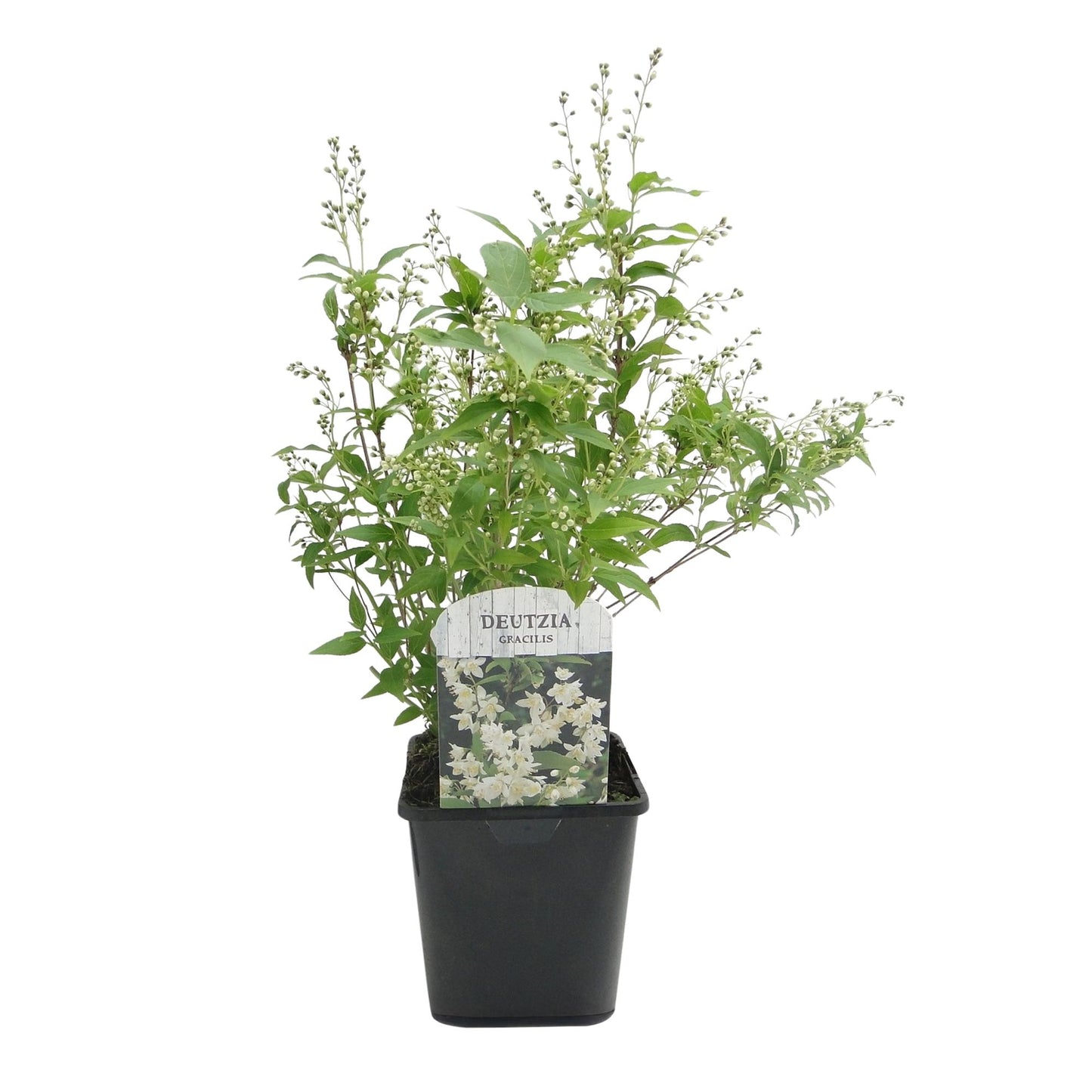 Deutzia Gracilis – weiße Blüte – 1 Pflanze – laubabwerfend – pflegeleicht – Topf 17 cm, Höhe 45 cm