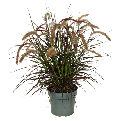 Pennisetum Tiny Tails in bloei – elegant siergras met luchtige pluimen