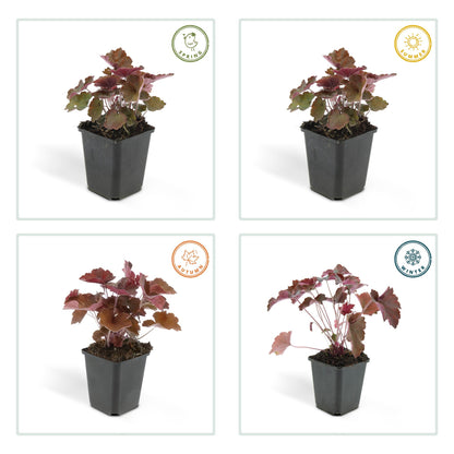 48x Heuchera mic.| Palace Purple' | Borderplant