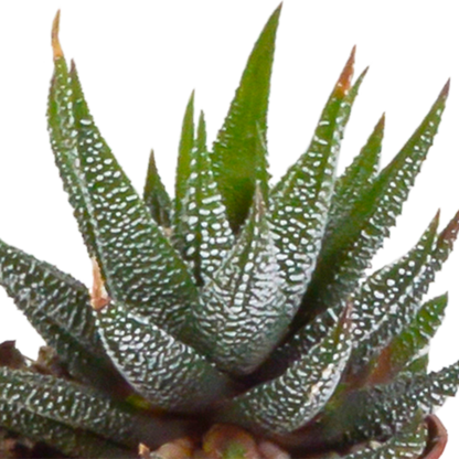 Set van 5 Gasteria/Haworthia mix (Ø5,5 cm, zonder pot) – compacte en sterke kamerplanten in diverse vormen en kleuren