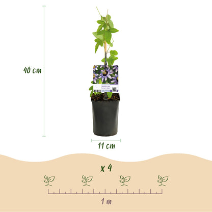 Kleurrijke passiebloem klimplant voor tuin en pergola