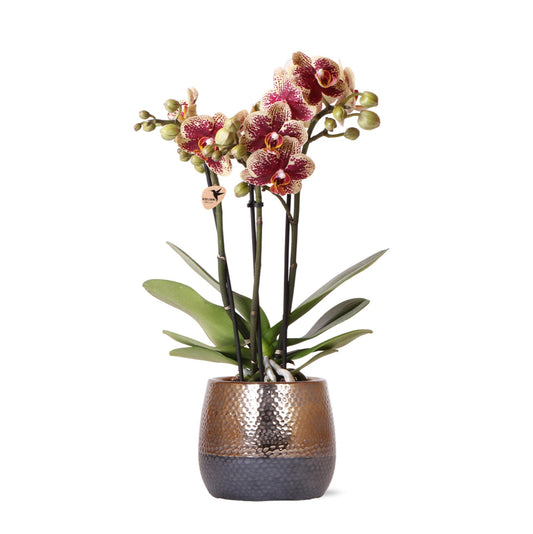 Geel-rode Phalaenopsis orchidee met 2 of 3 takken in koperkleurige Elite sierpot – Ø9cm – vers van de kweker, kamerplant."