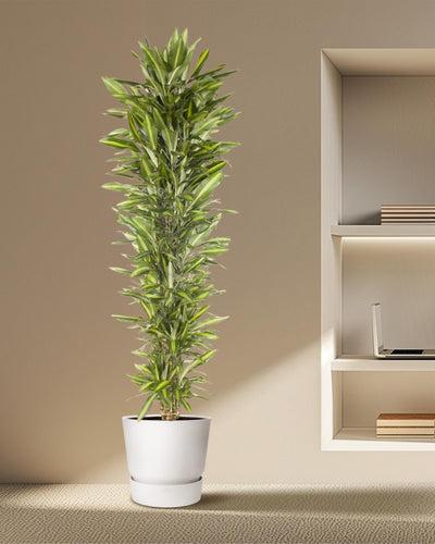 Grote kamerplant met groen blad en gele bladrand.