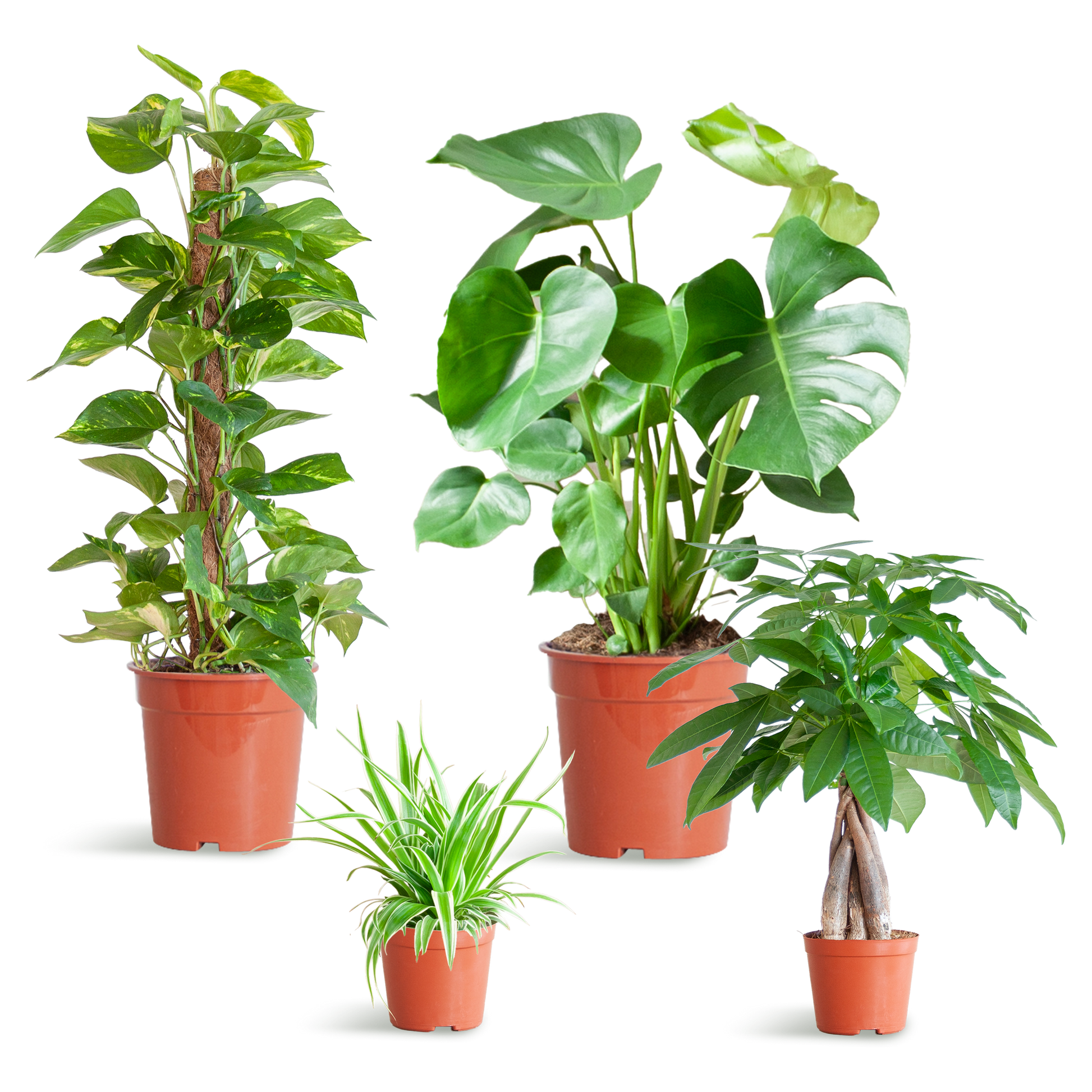 Makkelijke Plantenbox met 4 onderhoudsvriendelijke kamerplanten: Chlorophytum, Pachira, Epipremnum Mosstok en Monstera, zonder sierpot.