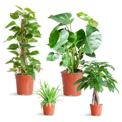 Makkelijke Plantenbox met 4 onderhoudsvriendelijke kamerplanten: Chlorophytum, Pachira, Epipremnum Mosstok en Monstera, zonder sierpot.
