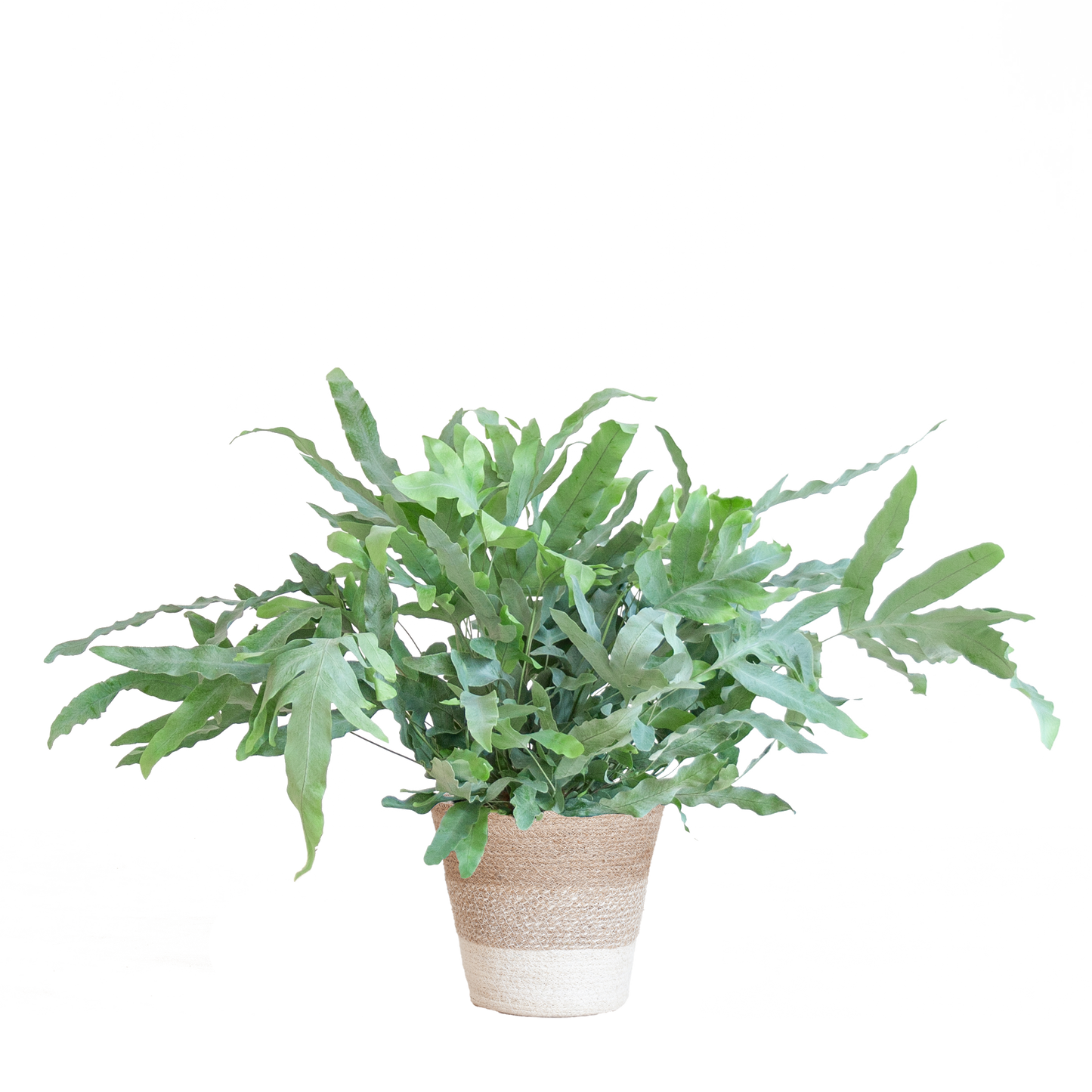 Phlebodium Aureum 'Blue Star' met Mand Lissabon Kamerplant