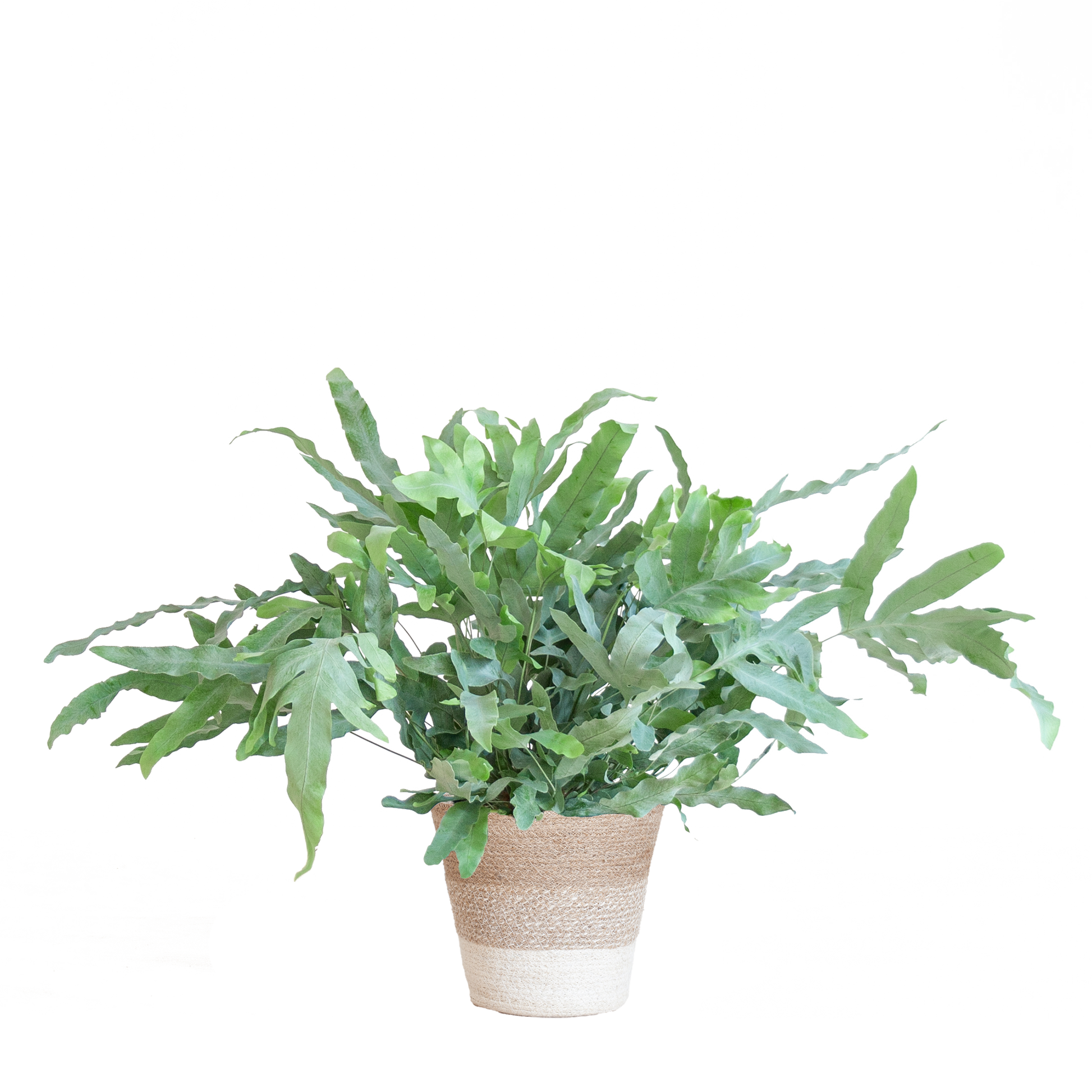 Phlebodium Aureum 'Blue Star' met Mand Lissabon Kamerplant