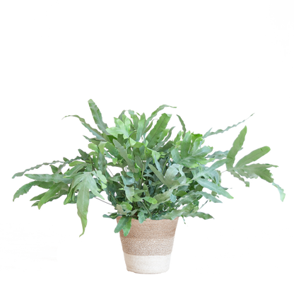 Phlebodium Aureum 'Blue Star' met Mand Lissabon Kamerplant