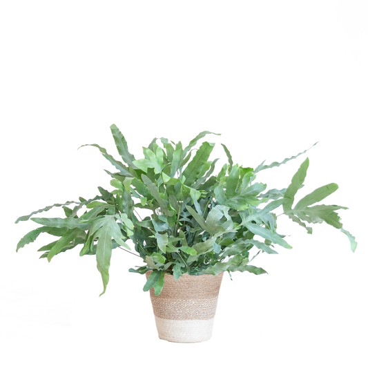 Phlebodium Aureum 'Blue Star' met Mand Lissabon Kamerplant