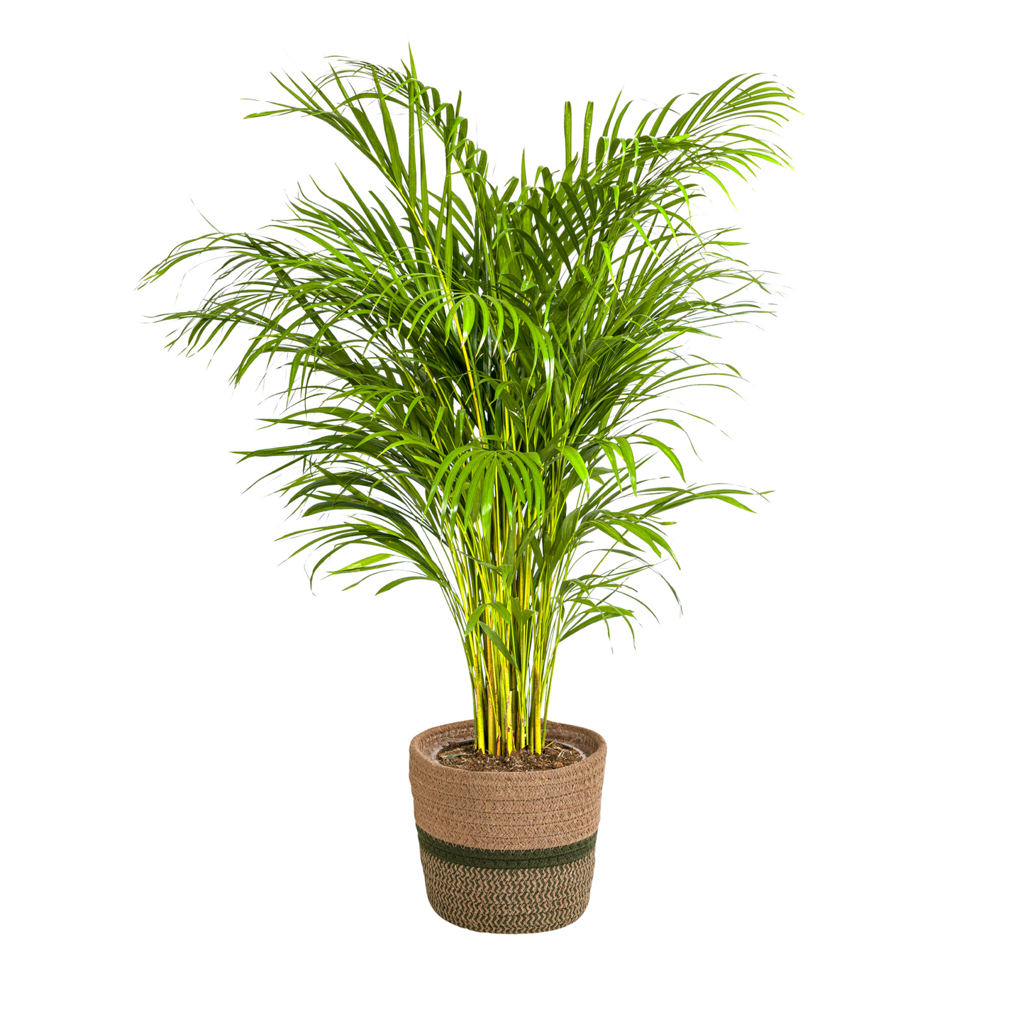 Dypsis Areca Lutescens (Goudpalm) met veerachtige groene bladeren in mand Ø24 cm, hoogte 120–140 cmDe Dypsis lutescens, in het Nederlands bekend als de goudpalm of areca palm, is een populaire, luchtzuiverende kamerplant met sierlijke, veerachtige bladeren. Hij staat bekend om zijn tropische uitstraling en relatief eenvoudige verzorging.