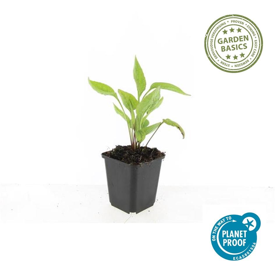 Echinacea purpurea ‘White Swan’ – witte zonnehoed – hoogte 10-25cm – geleverd in pot Ø9cm – bloeit van zomer tot herfst en trekt vlinders aan.